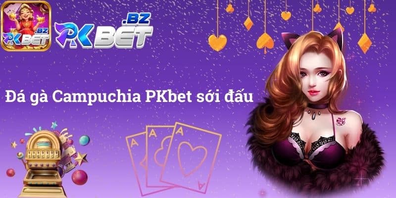 Đá gà Campuchia PKbet sới đấu
