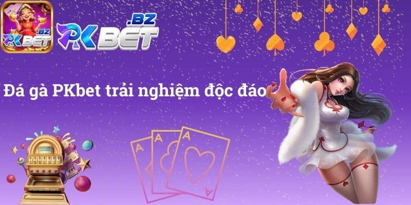 Đá gà PKbet trải nghiệm độc đáo