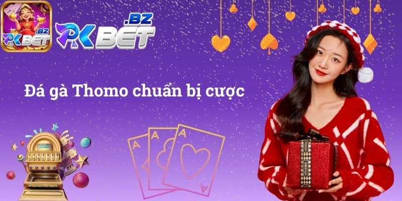 Đá gà Thomo chuẩn bị cược