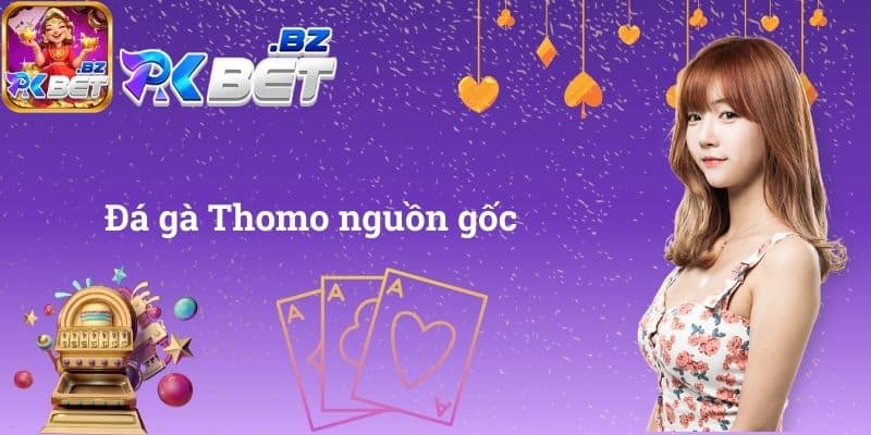 Đá gà Thomo nguồn gốc