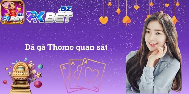 Đá gà Thomo quan sát