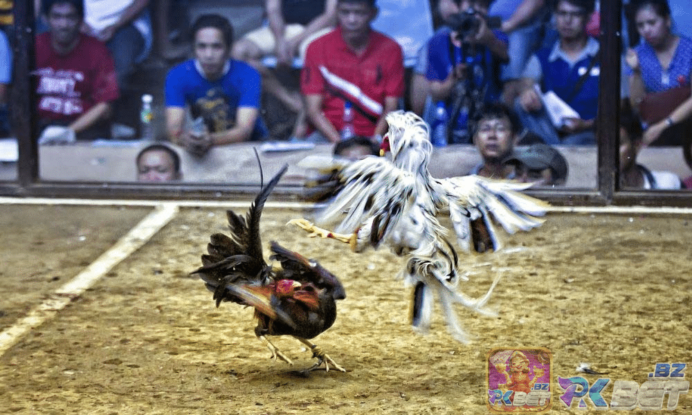 Một trận đá gà thường diễn ra trong thời gian ngắn nhưng dâng trào cảm xúc